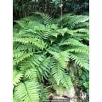 POLYSTICHUM polyblepharum POLYSTICHUM polyblepharum