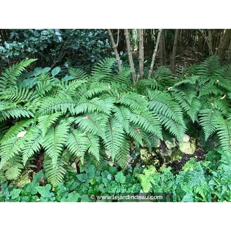 POLYSTICHUM polyblepharum POLYSTICHUM polyblepharum