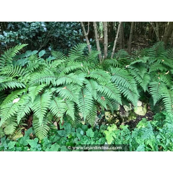POLYSTICHUM polyblepharum