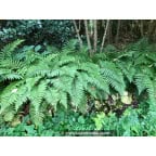 POLYSTICHUM polyblepharum POLYSTICHUM polyblepharum