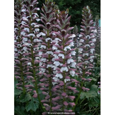 ACANTHUS mollis - Acanthe à feuilles molles