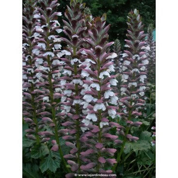 ACANTHUS mollis - Acanthe à feuilles molles