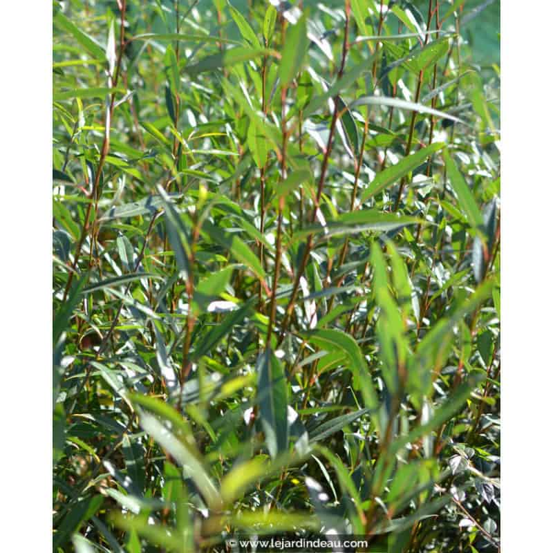 SALIX alba SALIX alba