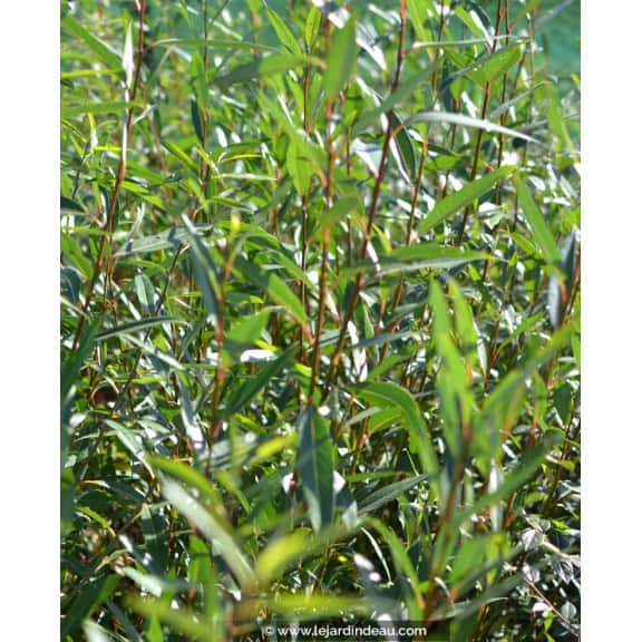 SALIX alba