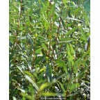 SALIX alba SALIX alba