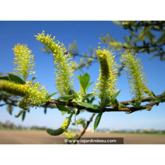 SALIX alba