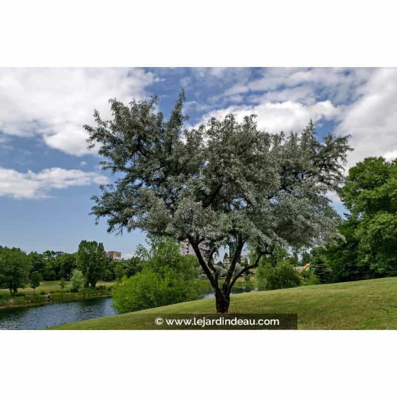 SALIX alba SALIX alba