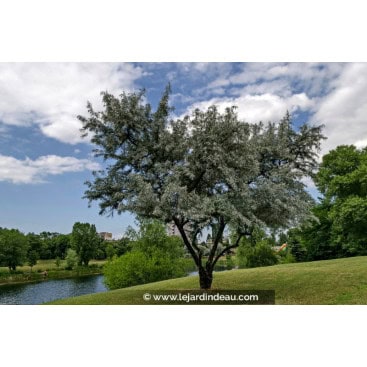 SALIX alba - Saule blanc / Saule commun / Saule argenté / Saule vivier / Osier blanc