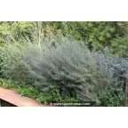 SALIX rosmarinifolia SALIX rosmarinifolia
