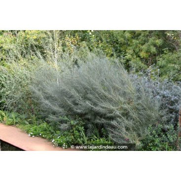 SALIX rosmarinifolia - Saule à feuille de romarin, Saule drapé