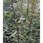 SALIX tortuosa 'Chocolat' SALIX tortuosa 'Chocolat'