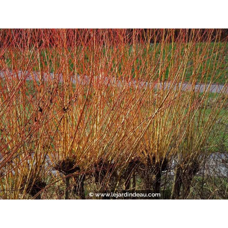 SALIX viminalis SALIX viminalis