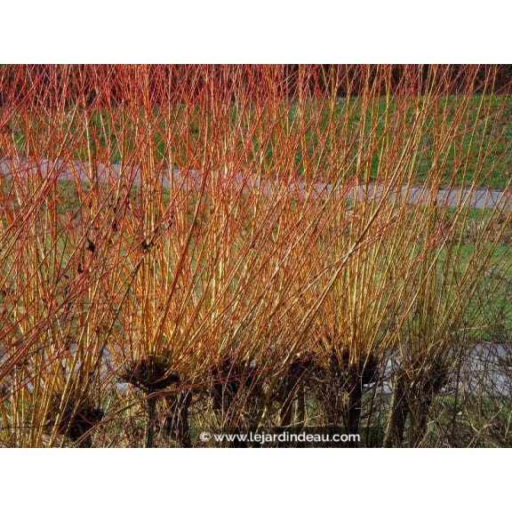 SALIX viminalis