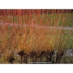 SALIX viminalis SALIX viminalis