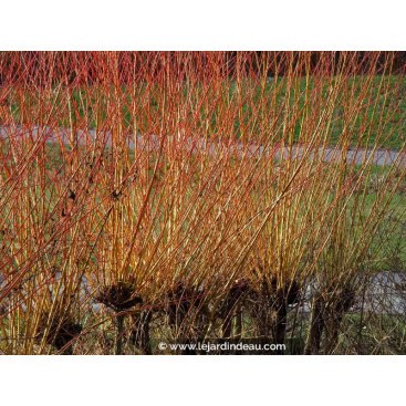 SALIX viminalis - Saule des vanniers