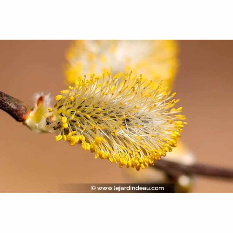 SALIX caprea SALIX caprea