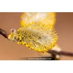 SALIX caprea SALIX caprea