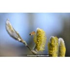 SALIX caprea SALIX caprea