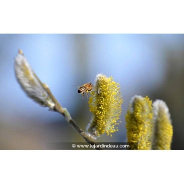 SALIX caprea - Saule marsault