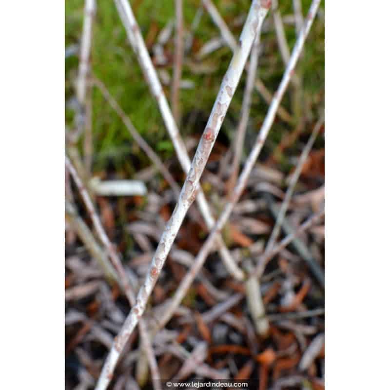 SALIX irrorata SALIX irrorata