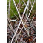 SALIX irrorata SALIX irrorata