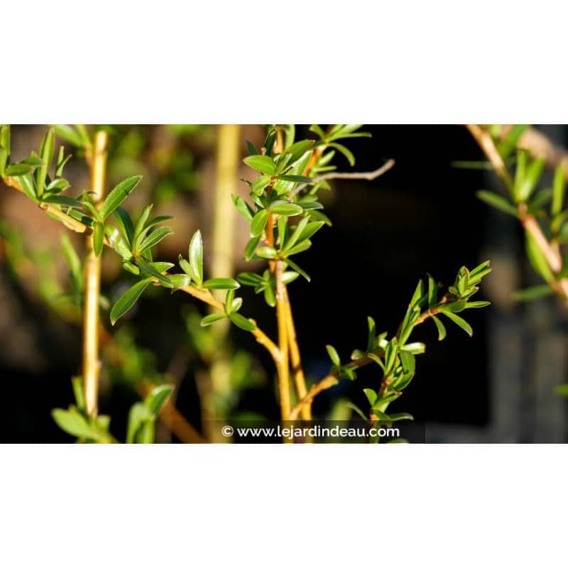 SALIX x sepulcralis 'Chrysocoma' SALIX x sepulcralis 'Chrysocoma'