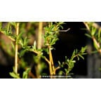 SALIX x sepulcralis 'Chrysocoma' SALIX x sepulcralis 'Chrysocoma'
