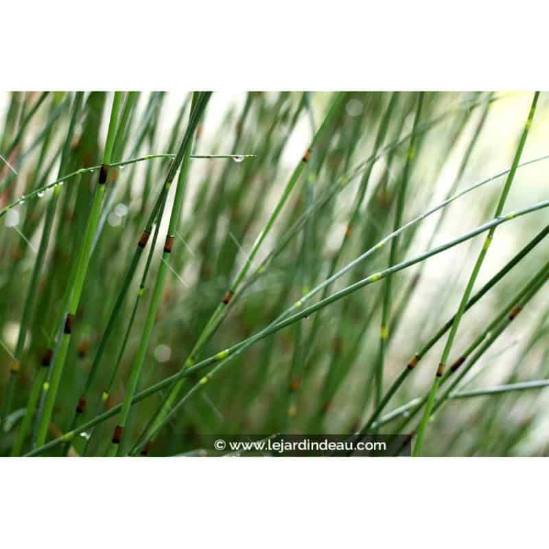 EQUISETUM x moorei EQUISETUM x moorei