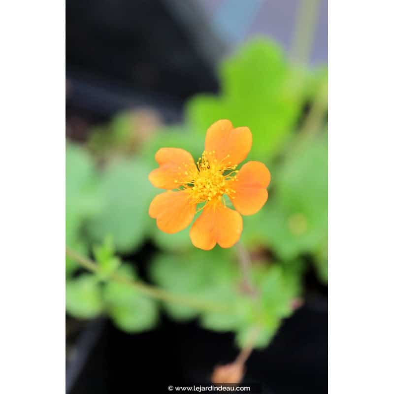 GEUM 'Borisii' GEUM 'Borisii'