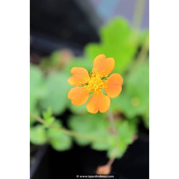 GEUM 'Borisii'