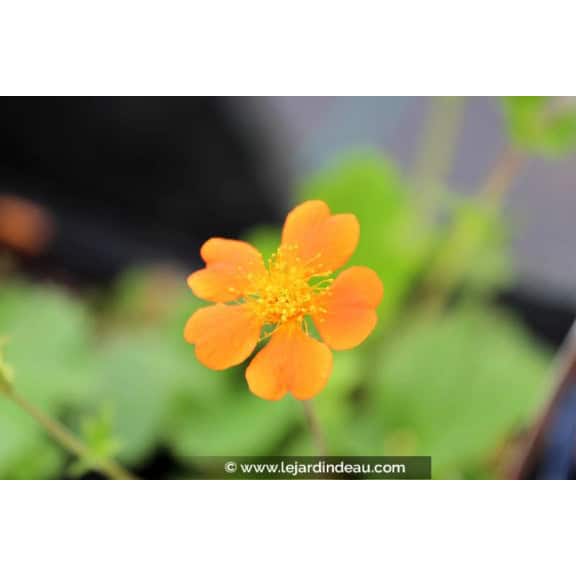 GEUM 'Borisii'