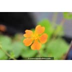 GEUM 'Borisii' GEUM 'Borisii'