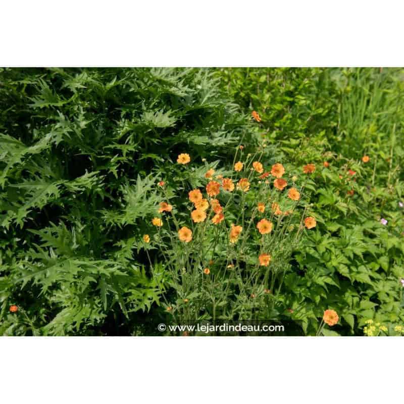 GEUM 'Borisii' GEUM 'Borisii'