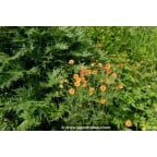 GEUM 'Borisii' GEUM 'Borisii'