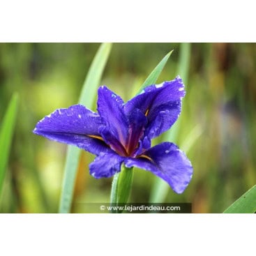 IRIS louisiana \'Mentida\' - Iris de Louisiane