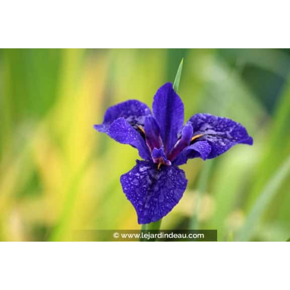 IRIS louisiana 'Mentida'