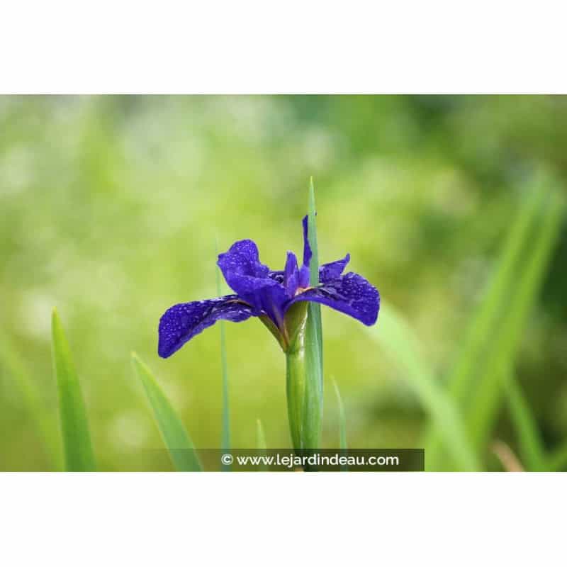 IRIS louisiana 'Mentida' IRIS louisiana 'Mentida'
