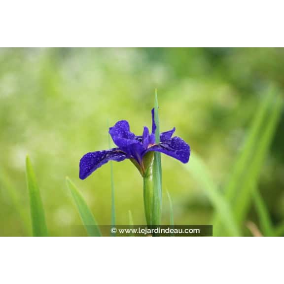 IRIS louisiana 'Mentida'