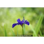 IRIS louisiana 'Mentida' IRIS louisiana 'Mentida'