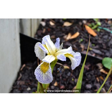 IRIS pseudacorus \'Roy\'s Repeater\' - Iris des Marais
