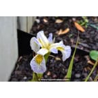 IRIS pseudacorus 'Roy's Repeater' IRIS pseudacorus 'Roy's Repeater'