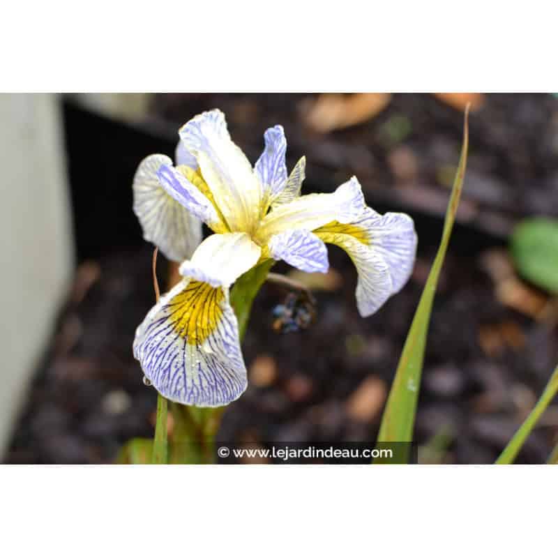 IRIS pseudacorus 'Roy's Repeater' IRIS pseudacorus 'Roy's Repeater'