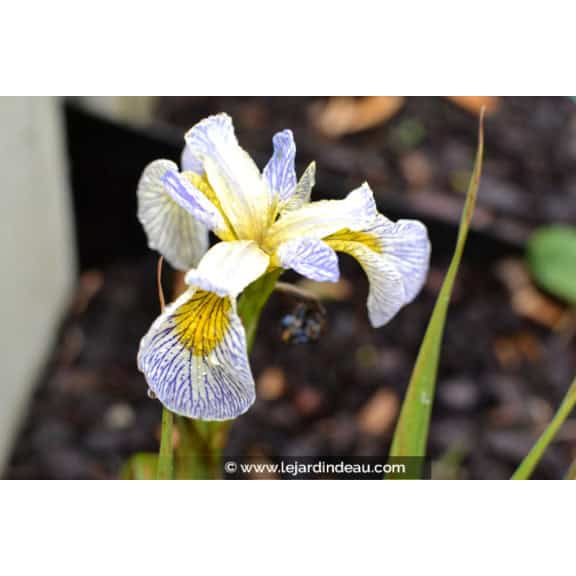 IRIS pseudacorus 'Roy's Repeater'