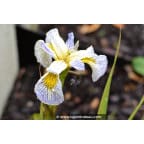 IRIS pseudacorus 'Roy's Repeater' IRIS pseudacorus 'Roy's Repeater'