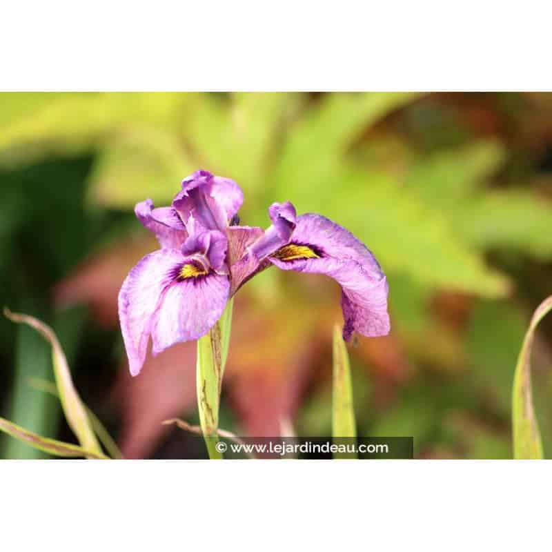 IRIS pseudata 'Kurokawa Noh' IRIS pseudata 'Kurokawa Noh'