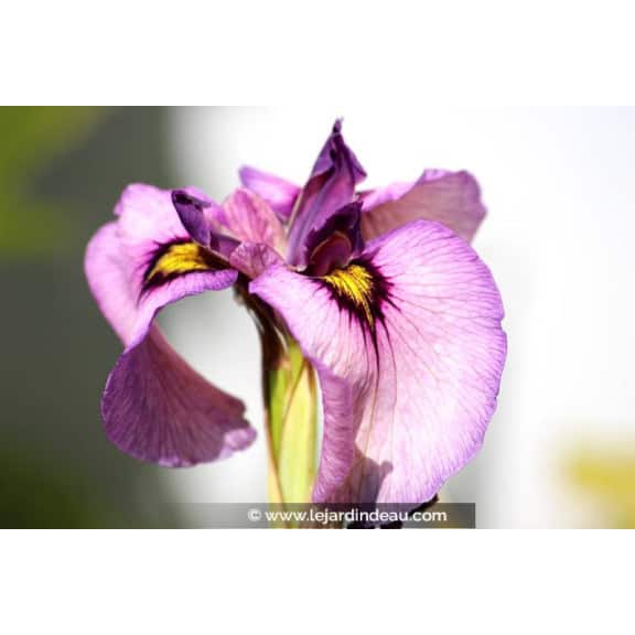 IRIS pseudata 'Kurokawa Noh'
