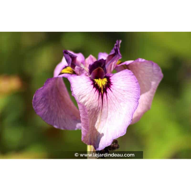 IRIS pseudata 'Kurokawa Noh' IRIS pseudata 'Kurokawa Noh'