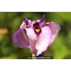 IRIS pseudata 'Kurokawa Noh' IRIS pseudata 'Kurokawa Noh'