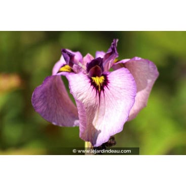 IRIS pseudata \'Kurokawa Noh\' - Iris du Japon