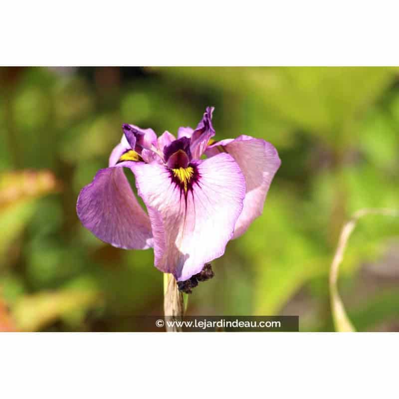 IRIS pseudata 'Kurokawa Noh' IRIS pseudata 'Kurokawa Noh'